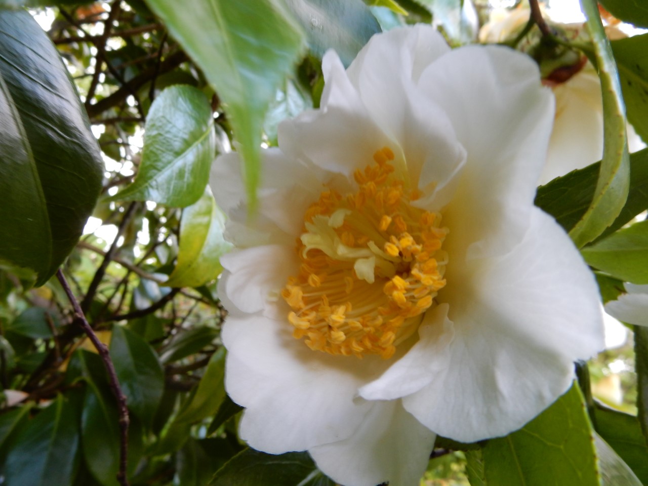 C. 'Scented Sun'